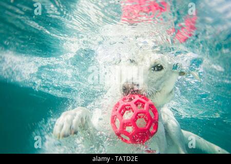 Spielen Labrador-Retriever - Hirte Stockfoto