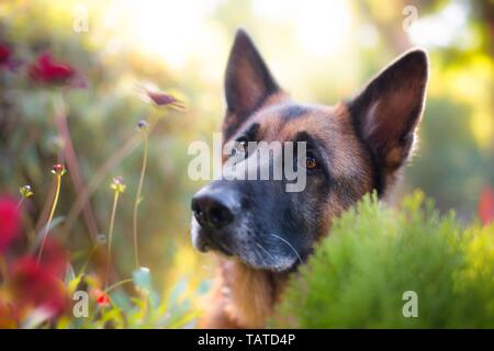 Deutscher Schäferhund Portrait Stockfoto