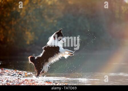 Australian Shepherd springen Stockfoto