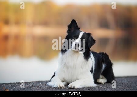 Australian Shepherd liegend Stockfoto