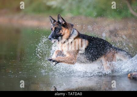 Deutscher Schäferhund läuft Stockfoto