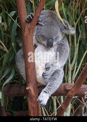 Koala Stockfoto