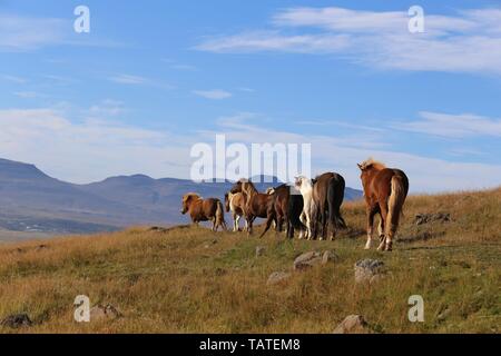 Islandpferde Stockfoto