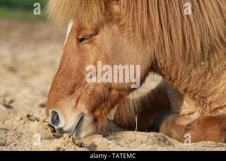 Das Islandpferd Stockfoto