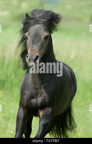 American Miniature Horse Portrait Stockfoto