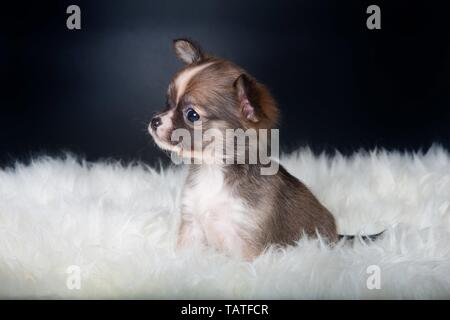 Chihuahua-Welpe Stockfoto