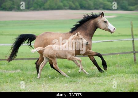 Deutsche Reiten Ponys Stockfoto