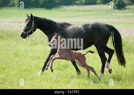 Deutsche Reiten Ponys Stockfoto