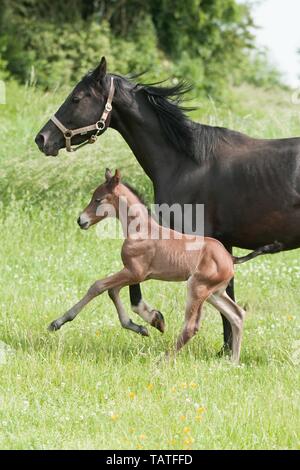 Deutsche Reiten Ponys Stockfoto