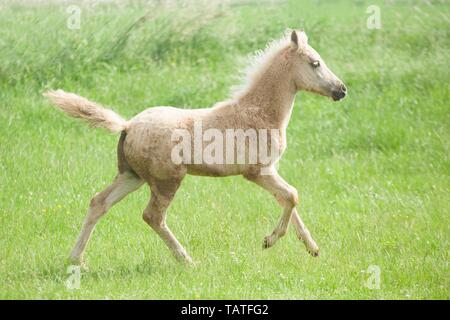 Deutsches Reitpony Fohlen Stockfoto