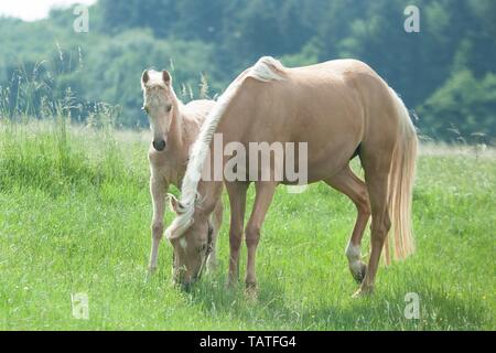 Deutsche Reiten Ponys Stockfoto