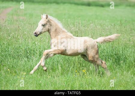 Deutsches Reitpony Fohlen Stockfoto