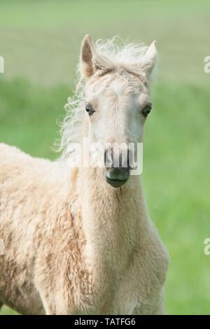 Deutsches Reitpony Fohlen Stockfoto