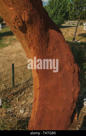 Cork Tree Trunk mit der Rinde entfernt Korken und andere Produkt bei Serra da Estrela zu produzieren. Das höchste Gebirge auf dem portugiesischen Festland. Stockfoto
