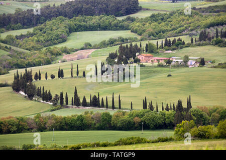 Zypressen gesäumten Strecke zu toskanisches Bauernhaus, San Quirico d'Orcia Provinz Siena, Toskana, Italien, Europa Stockfoto