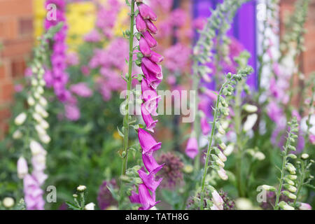 Digitalis Purpurea Blüte in einen Bauerngarten. Stockfoto