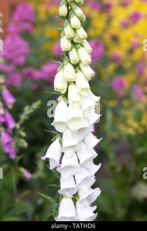 Digitalis Purpurea Blüte in einen Bauerngarten. Stockfoto