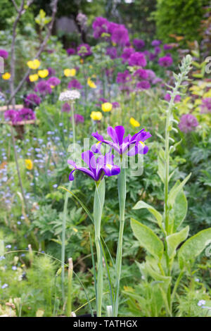 Iris hollandica Blume in einem Bauerngarten. Stockfoto