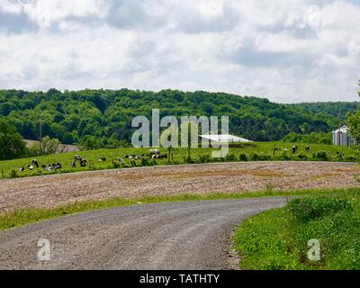 Schwarze und weiße Kühe im Feld, sanften Hügeln der ländlichen Norden von Pennsylvania in der Nähe der Stadt Dushore, Sullivan County, USA. Stockfoto