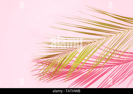 Palm Leaf mit dem Schatten auf rosa Hintergrund Stockfoto
