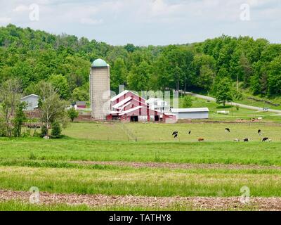 Ruhigen Bauernhof, mit roten Scheunen und weißen Farm House, hohen Silo, und Rinder in den Hügeln in der Nähe von Dushore, Sullivan County, Pennsylvania, USA. Stockfoto