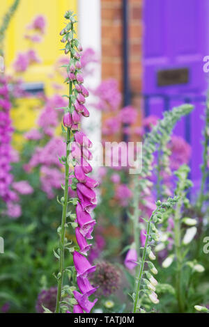 Digitalis Purpurea Blüte in einen Bauerngarten. Stockfoto