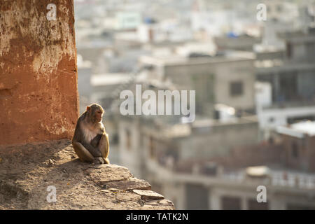 Portrait einer jungen macaque Affen sitzen auf einer Mauer den Sonnenuntergang genießen. Stadt Jaipur im Hintergrund. Galta Ji, Affentempel, Jaipur, Rajasthan. Stockfoto