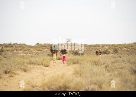 Armen und junge Kinder tragen schwere Bündel trockenes Holz auf dem Kopf in der Mitte der Wüste Thar, Jaisalmer, Rajasthan, Indien. Stockfoto