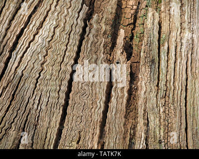 Erstaunliches wellenförmiges Pop-Art-Muster aus freiliegendem totem Holz lebender, aber sturmgeschädigter, gespaltener englischer Eiche (Quercus robur) in Cumbria, England, Großbritannien Stockfoto