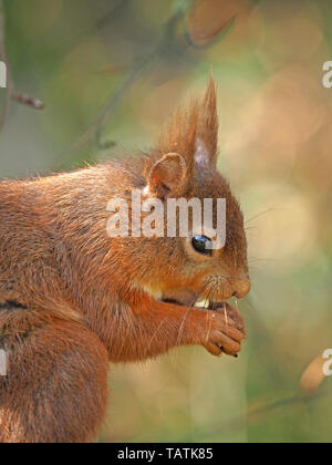 Classic Portrait von Eichhörnchen (Sciurus vulgaris) mit den haarigen Ohrpinsel & Whisker Fütterung in Buche (Fagus sylvaticus) in Cumbria England Großbritannien Stockfoto