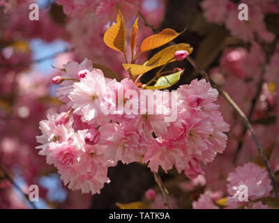 Ausgiebige rosa Blüte auf ornamentale orientalische Kirsche (Prunus Kanzan) in Sheffield, South Yorkshire, England, Großbritannien Stockfoto