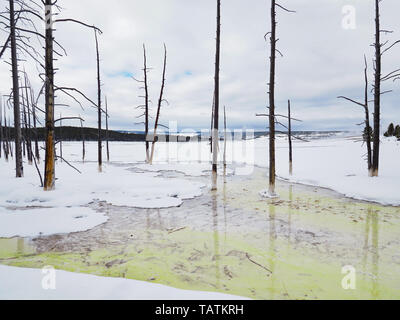 Verschneite Landschaft in der Nähe von Silex Feder in der unteren Geyser Basin des Yellowstone National Park mit ständigen, toten Pinien. Stockfoto