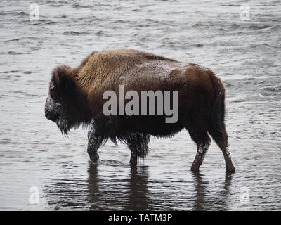 Weibliche Bison mit Abstauben des Schnee Waten in einen Stream im Yellowstone National Park im Winter. Stockfoto