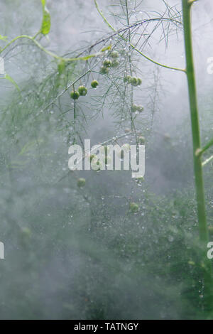 Spargel Zweige Hintergrund mit Wassertropfen nach dem Regen in einem Nebel Stockfoto