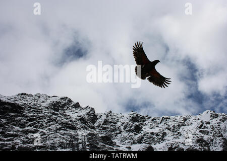 Ein kea Papagei (Nestor notabilis), ein vom Aussterben bedrohter Vogel, Fliegen vor einem schneebedeckten Bergkette auf der Südinsel, Neuseeland Stockfoto