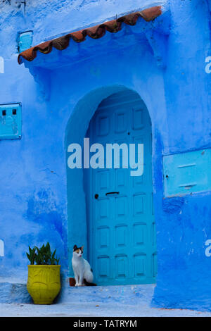 Traditionelle marokkanische architektonischen Details wie eine Katze und typischen bunten Blumentöpfen in der Blauen Stadt, Chefchaouen, Marokko Stockfoto