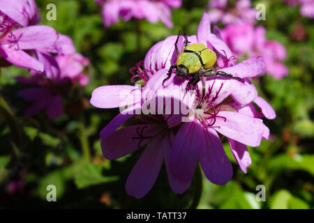 Gelbe bug, Hoplia africana, sitzen auf den violetten Blüten in einem Garten in Rabat, Marokko Stockfoto