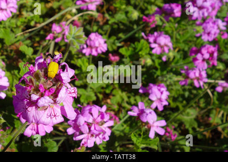 Gelbe bug, Hoplia africana, sitzen auf den violetten Blüten in einem Garten in Rabat, Marokko Stockfoto