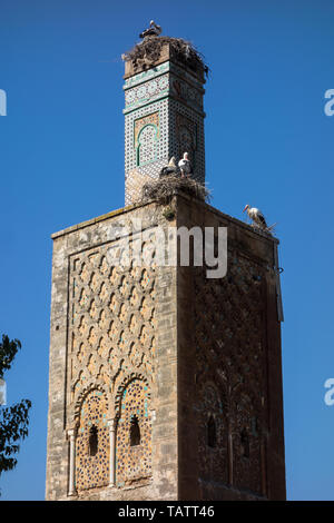 Blick auf die Störche in die Ruinen von Chellah oder Shalla, einem mittelalterlichen, befestigten Muslimischen Nekropole im Stadtbereich von Rabat, Marokko Stockfoto