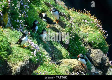 Papageientaucher bleiben in der Nähe ihrer Höhlen unter den Felswänden auf Lundy Island in den Bristol Channel, vor der Küste von Devon, wo eine Studie unter der Leitung von der RSPB, hat ergeben, daß insgesamt seabird Zahlen auf der Insel in den letzten 15 Jahren auf über 21.000 Vögel verdreifacht hat. Stockfoto