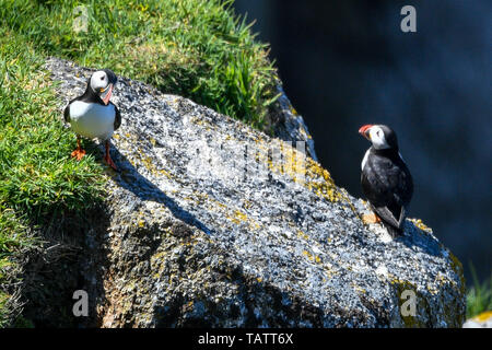 Papageientaucher bleiben in der Nähe ihrer Höhlen unter den Felswänden auf Lundy Island in den Bristol Channel, vor der Küste von Devon, wo eine Studie unter der Leitung von der RSPB, hat ergeben, daß insgesamt seabird Zahlen auf der Insel in den letzten 15 Jahren auf über 21.000 Vögel verdreifacht hat. Stockfoto