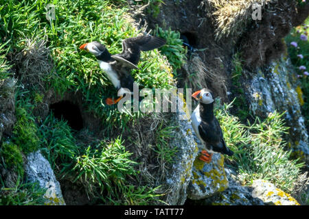 Papageientaucher bleiben in der Nähe ihrer Höhlen unter den Felswänden auf Lundy Island in den Bristol Channel, vor der Küste von Devon, wo eine Studie unter der Leitung von der RSPB, hat ergeben, daß insgesamt seabird Zahlen auf der Insel in den letzten 15 Jahren auf über 21.000 Vögel verdreifacht hat. Stockfoto