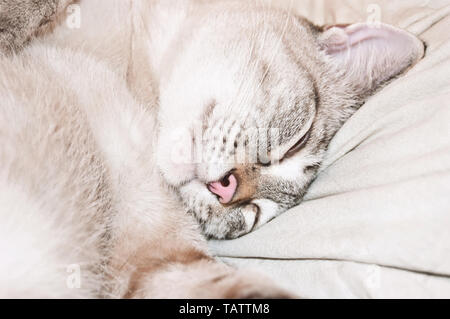 Grau gestreifte Katze schlafen auf dem weißen Kissen. Close Up. Stockfoto