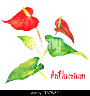 Anthurium (tailflower, Flamingo Blume, laceleaf) roten Blüten und hellgrünen Blätter set isoliert, Handgemalten Aquarell Abbildung mit inscript Stockfoto