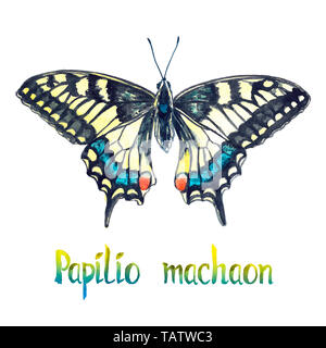 Pieris brassicae, Handgemalten Aquarell Abbildung mit handschriftlichen Aufschrift Stockfoto