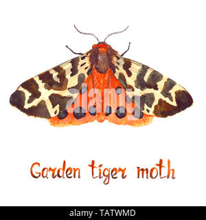 Garden Tiger Moth, Handgemalten Aquarell Abbildung mit handschriftlichen Aufschrift Stockfoto