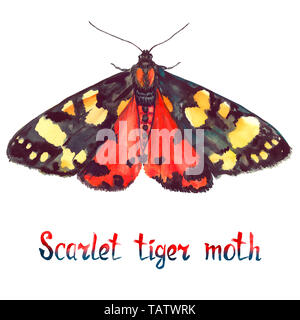 Scarlet Tiger Moth, Handgemalten Aquarell Abbildung mit handschriftlichen Aufschrift Stockfoto