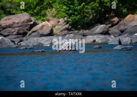 Fluss tern oder Sterna aurantia über Rock in der Mitte des chambal ruht in einem schönen blauen Wasser bei rawatbhata, Kota, Rajasthan, Indien Stockfoto