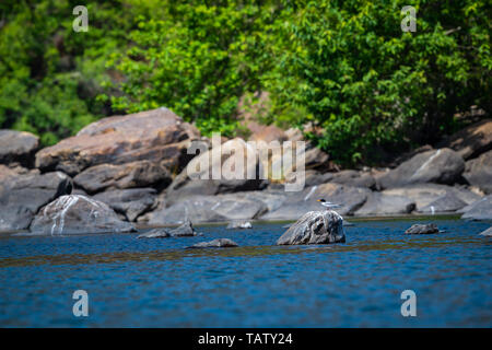 Fluss tern oder Sterna aurantia über Rock in der Mitte des chambal ruht in einem schönen blauen Wasser bei rawatbhata, Kota, Rajasthan, Indien Stockfoto