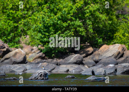 Fluss tern oder Sterna aurantia über Rock in der Mitte des chambal ruht in einem schönen blauen Wasser bei rawatbhata, Kota, Rajasthan, Indien Stockfoto